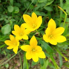 [園藝植作] 風雨蘭丨韭蘭 蔥蘭 球根植物丨可應用於地披或小盆栽觀賞，繁花盛開丨觀賞花丨【咕米魔法屋】, 1個, 黃色