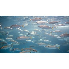 [가을한정] 향긋한 구이용으로 딱 좋은 가을전어, 1개, 청년인증3kg