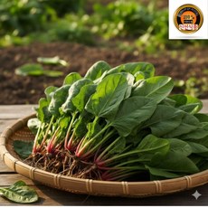 기찬드림 국내산 시금치 남해 시금치, 1개, 1kg