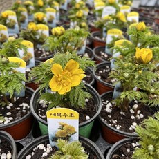 골드씨드 복수초 노란색봄꽃 노지월동식물 설중화 얼음새꽃 야생화, 1개