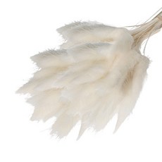 로맨틱노벰버 프리저브드 라그라스, 아이보리 50송이