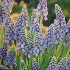 [나은식물원][모종] 무스카리 아르메니컴 10cm 2포트