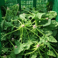 탐나유 산지직송 시금치, 1개, 2kg