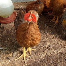 시스제이 닭안경 닭싸움방지 대사이즈1p 눈가리개 꿩안경, 1개