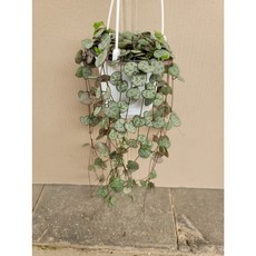 봄봄 러브체인 소품, 1개