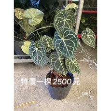 霏霏園藝圓葉花獨一棵 仿真植物裝飾 室內綠植擺設 省時省力美觀, 1個