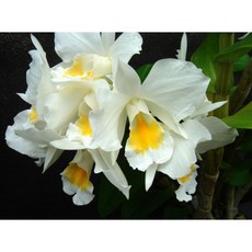 [루반정원] 덴드로비움 Den. Formosum (향기좋아요), 1개