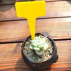 식물라벨 팻말 옐로우 원예 식물 이름표 T자형 spi+052jw