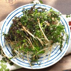 <산지직송> 향긋달콤 국내산 신선한 세척 냉이, 1개, 500g