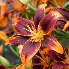 우리화훼종묘 백합 구근 - 포에버 수잔, 1개