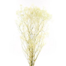 [데코몰] 프리저브드 플라워 슈퍼 소프트 안개, 화이트 그린