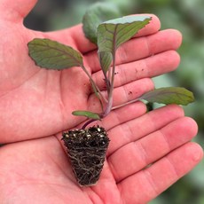 [오감] 적양배추 모종 봄 가을 채소 묘종, 14개