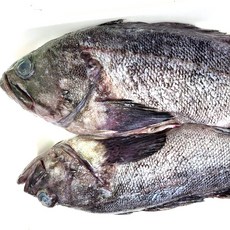 남해안 우럭 1kg 손질 우럭회 조피볼락 생선회 매운탕 생선구이 시메, 1개, 시메(약950g)