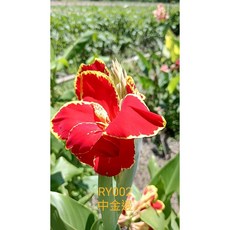 美人蕉 (各品種), 1個, RY002中金邊裸株