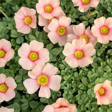 마이플랜트 사랑초 루즈문 소형 꽃모종 야생화, 2개