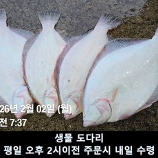 [국산] 생물 도다리 비손질 수령 횟감 가능, 1개, 생물 도다리 1kg (2~4미) x 1