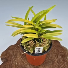 풍란 금루각/석부작 목부작에 적극 추천, 1개