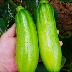 담백하고 촉촉한 식감 산지직송 국내산 인큐 애호박, 1박스, 10개