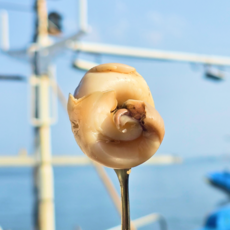 [당일조업] 동해 제철 자숙 간편손질 순살 특대 골뱅이, 1개, 소)500g