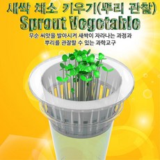 유치원 초등학교 생물관찰실험 과학교구 뿌리관찰 무순 새싹 채소 키우기 5인용