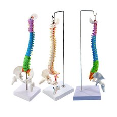 척추 모형 간호실습용 해부학 인간척추모형 인체모형 병원 모형도 뼈 교육, 85cm 척추+대퇴골