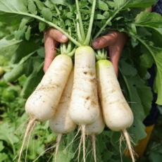 [산지직송] 국내산 신선아삭 알타리무 총각무 김장김치, 1개, 5kg