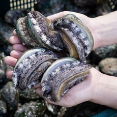 연안 대장전복 1kg