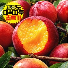 [초특가] 고당도 김천 자두 과즙가득 [상], 1박스, 1kg