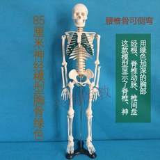 골격 사람 모델 두개골모형 머리뼈 교육 인체 해부학 인간 근육 분리형 정형외과, 85cm 신경 디스크(흉골 녹색)