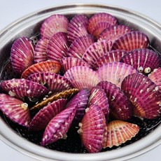 [완판세일] 생물 홍가리비 비단가리비 세척 가리비, 1개, 홍가리비 1kg (20미내외)