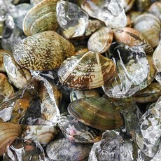 왕 바지락 1kg, 1세트, 참바지락 60미내외