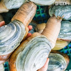 거제 다이버채취 코끼리조개, 1개, 1kg(2-5미)