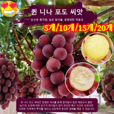 5개10개/15개/20개 퀸 니나 포도 씨앗 포도씨앗, 5개, 50알 포장