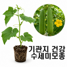기관지 건강 저칼로리 수세미 모종12개(12구 비닐포트 큰모종), 12개