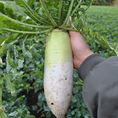 산지직송 제주도 월동무 세척, 1박스, 업소용 못난이 5kg (과수 랜덤)