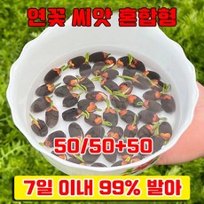[7일 발아율 99%] 50/50+50 관상용 행운 수반 연꽃 씨앗 혼합형 미니 연꽃 씨앗 수련 사은품 랜덤 증정, 50개