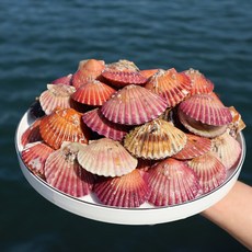 [통영산지직송] 제철 홍가리비 초특가 가리비, 1개, 5kg