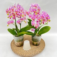 1+1 너무 예쁜 미니호접란 퀸 쌍대 서양란 꽃 화초 디와이팜, 1세트