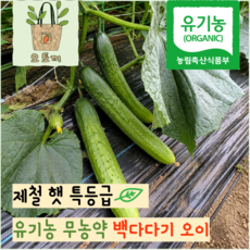 [유기농] 국내산 오이 백다다기 백오이 다다기 무농약 산지직송, 1개, 1kg