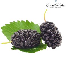 [재구매율1위] 당도최고 꿀과즙 품질선별 과상오디, 1박스, 5kg(특상품 과상2호)