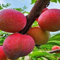 [명품 자두] 초고당도 도담자두 왕자두, 1박스, 대과 1kg [8-10과]