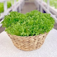 바른팜 무농약 프릴아이스 수경재배 샐러드채소 쌈채소 대용량, 1박스, 1kg