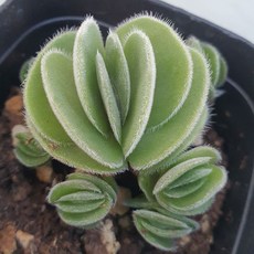 [앨리다육코리아] 보송보송한 잎털이 주는 독특한 촉감 다육식물 토멘토사 화분크기 6cm