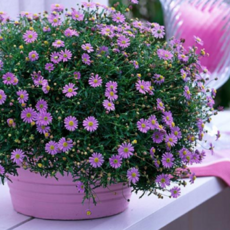 사계코스모스 꽃모종 야생화 모종 정원식물 노지식물 9cm 화분, 1개