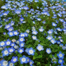 다년초사랑농원 네모필라 인니시스 블루 (2포트묶음) [이년초 야생화 꽃모종 봄꽃], 2개