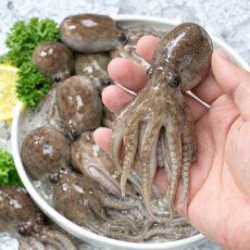 [당일조업배송]국내산 서해안 최상급 생물 활쭈꾸미 알배기 특품 1kg, 1박스, 국내산 활쭈꾸미 2kg (14~24미)