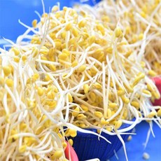 유쎌스토어 무농약 콩나물 1kg 국산산소콩나물 국산콩나물