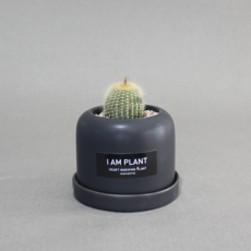 아이엠플랜트 롤업화분에 담은 선인장 다육이 스투키, 블랙 금황환, 1개