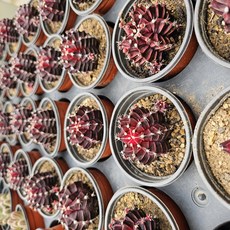 흑목단 다육식물 선인장