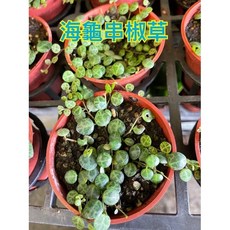 霏霏園藝海龜串椒草3吋盆栽特價:療癒系綠植 輕鬆點綴您的生活空間, 1個, 3吋特價100元
